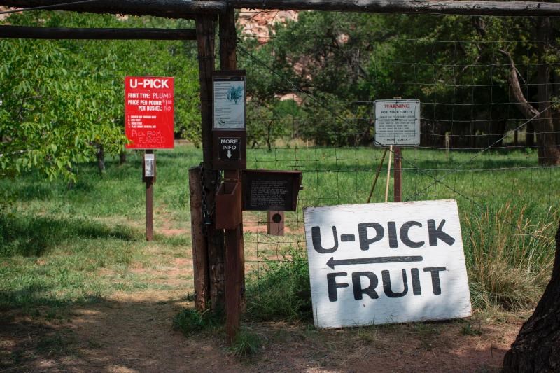 Capitol Reef Naitonal Park Orchards