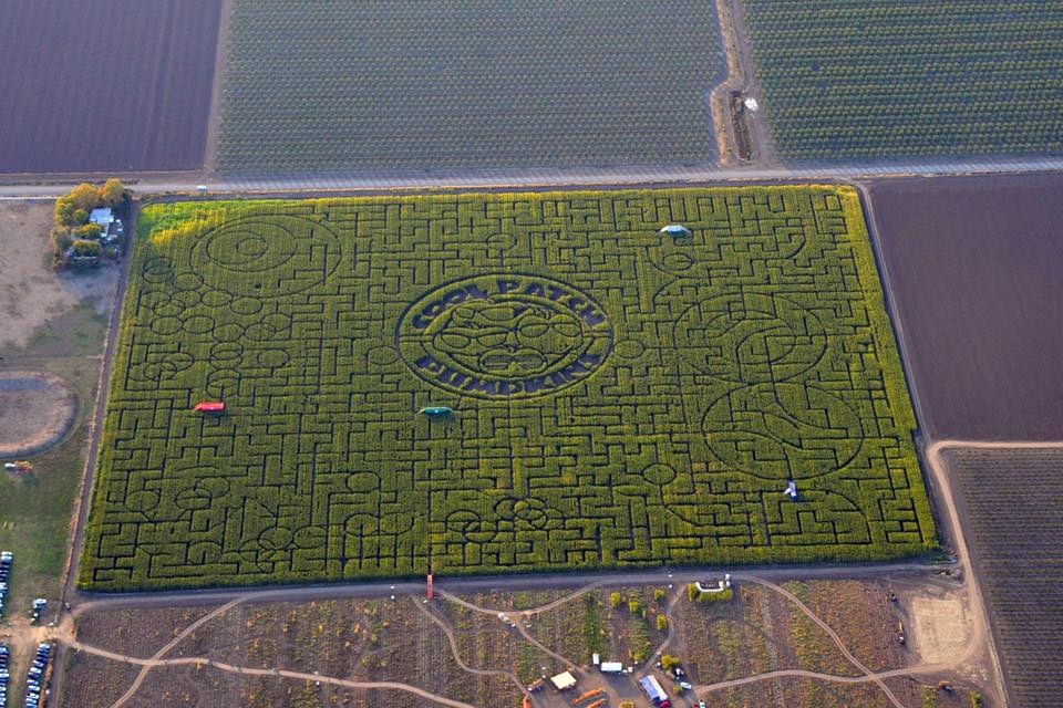 Cool Patch Pumpkins