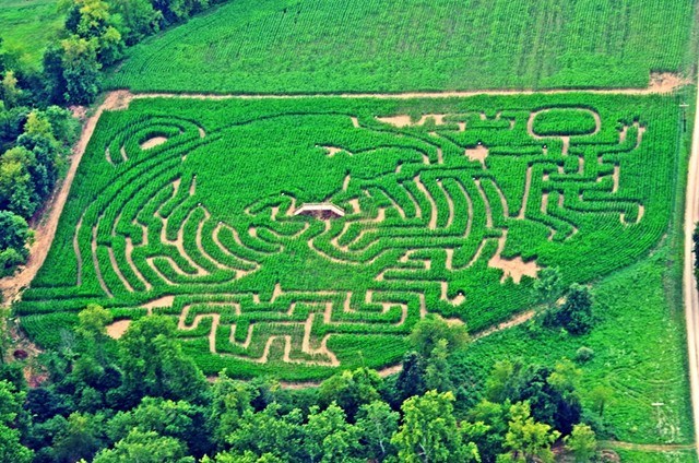 Coshocton KOA Corn Maze