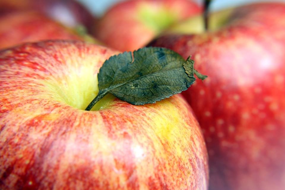 Mackintosh Fruit Farm