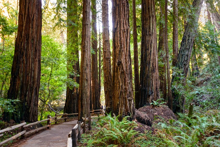 Muir Woods National Monument