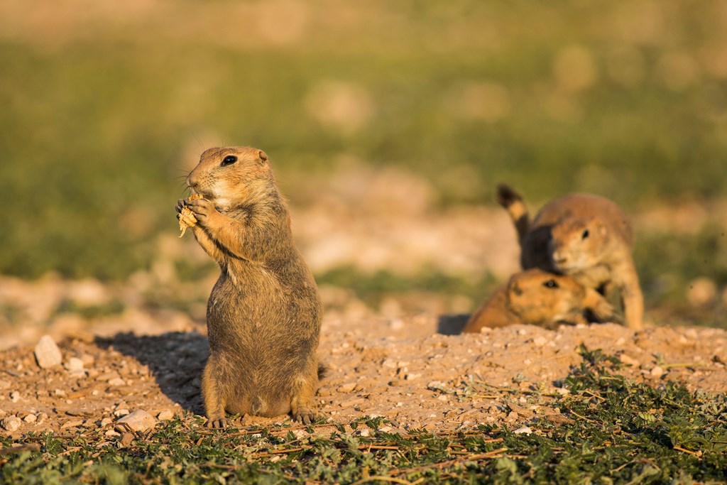 Prairie Dog Town - Visit Lubbock