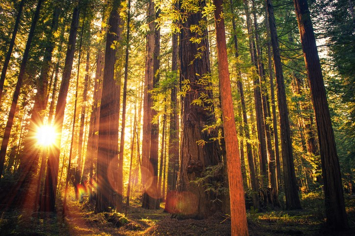 Redwood National Park