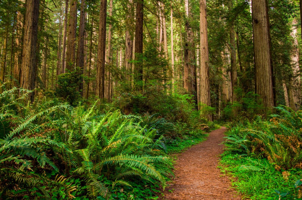  Redwood-National-Park-Northwest-Coast-Dream-Trip