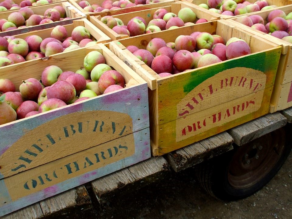 Shelburne Orchards