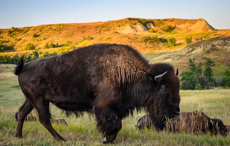 Theodore Roosevelt National Park,