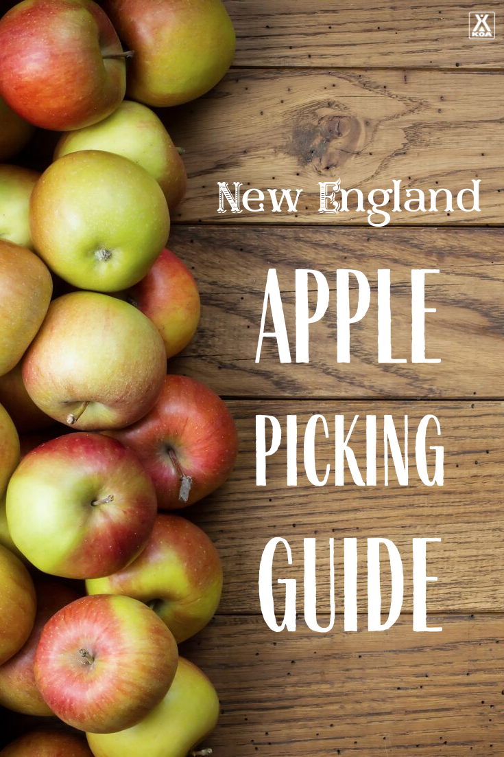 Discover the best times to go apple picking in New England, where you can find the best apples, different New England apple varieties & more!