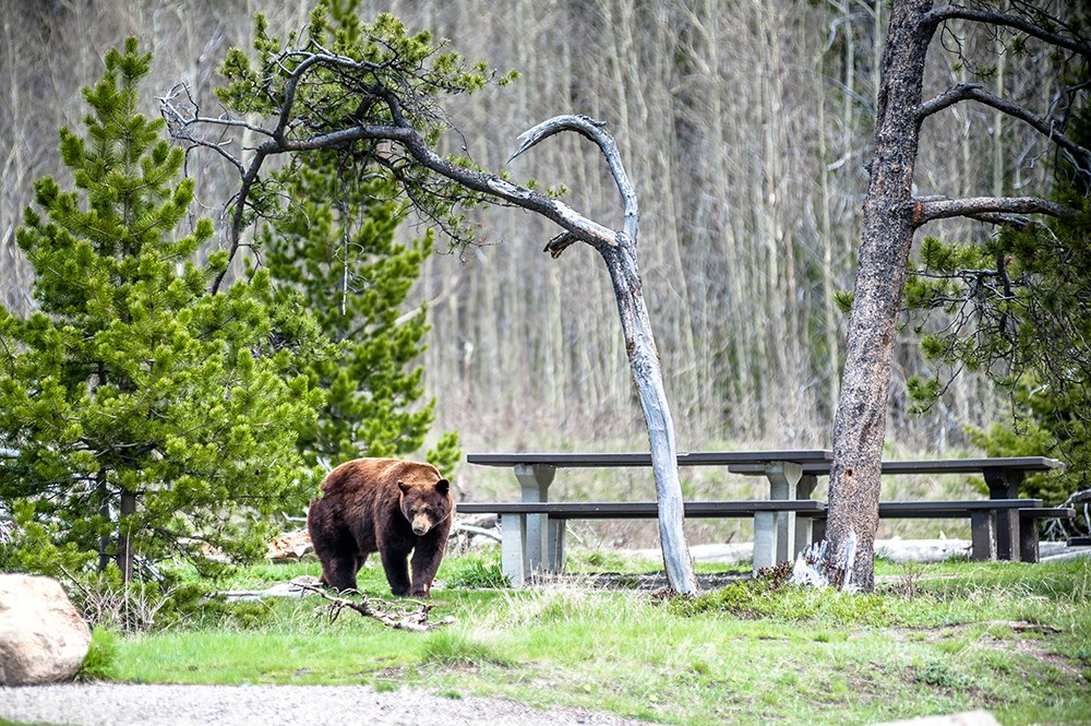 Grizzly bear at a campsite.