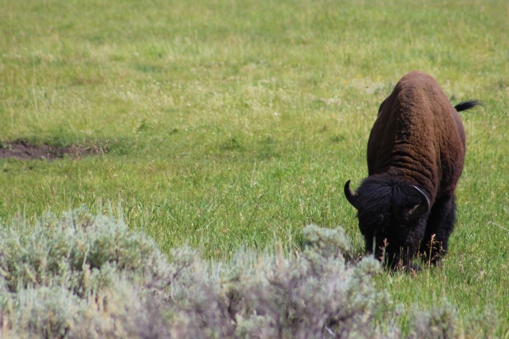 Yellowstone National Park