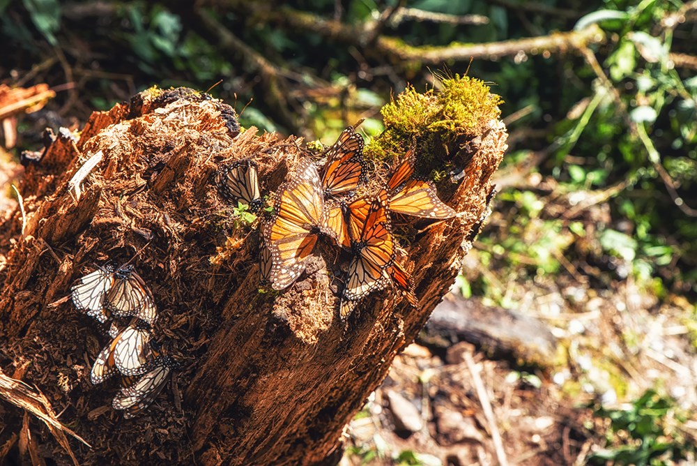 Monarch Butterfly Grove