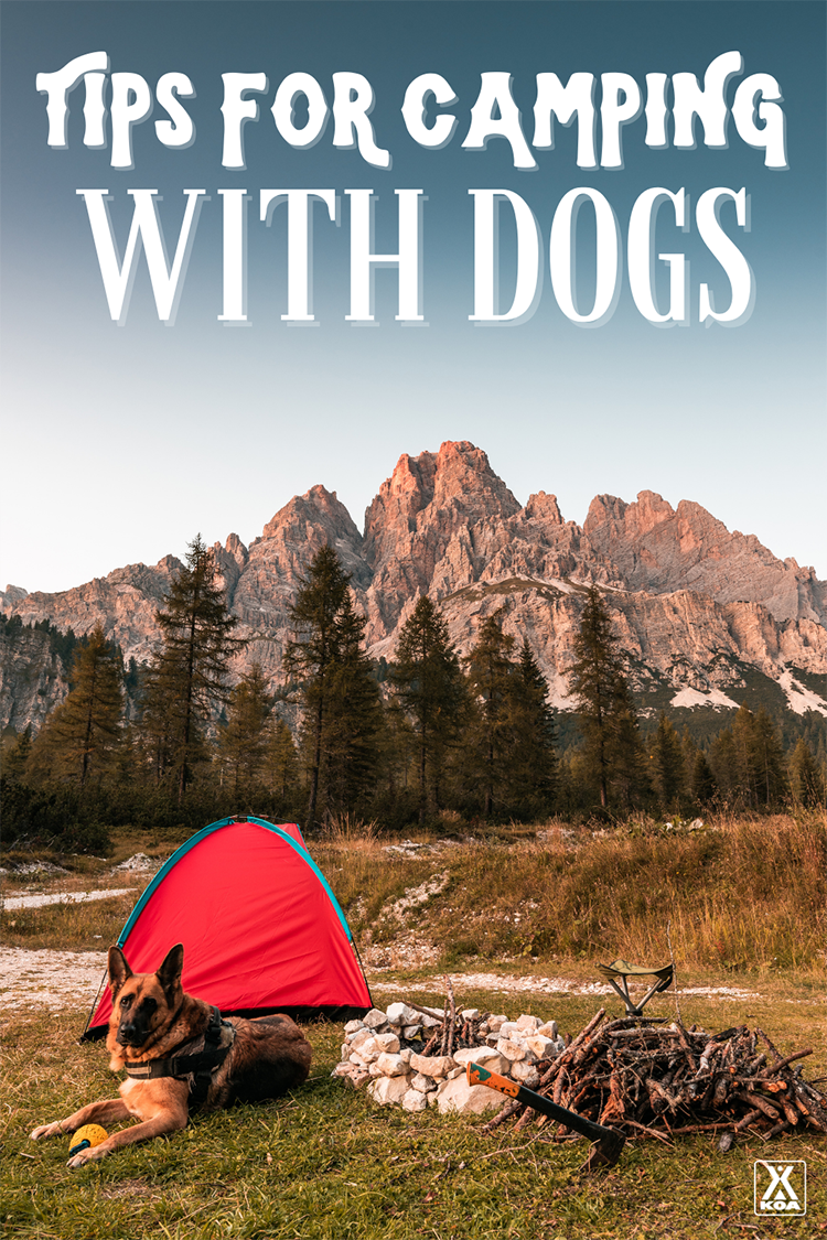 Want to try camping with your dog? Check out our guide for tips on gear to bring, preparing for your trip and making the most of the experience with your furry friend!