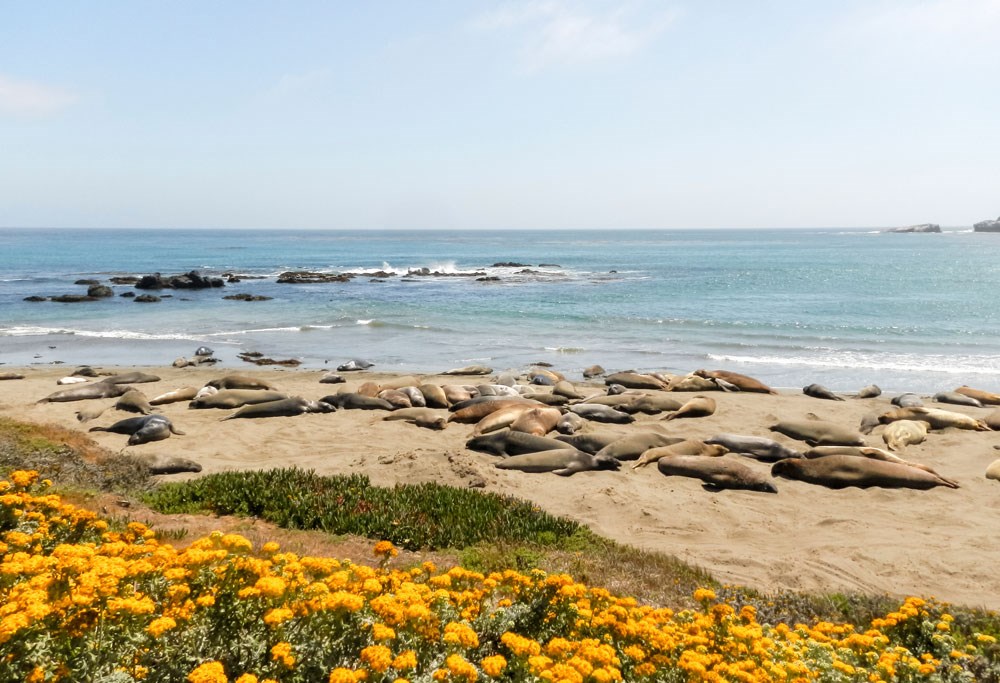 elephant-seals