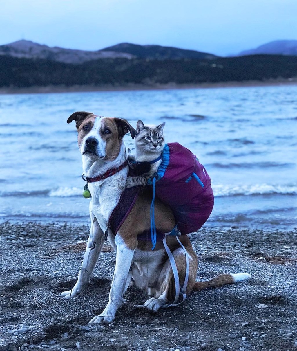 henrythecoloradodog via camping_dogs