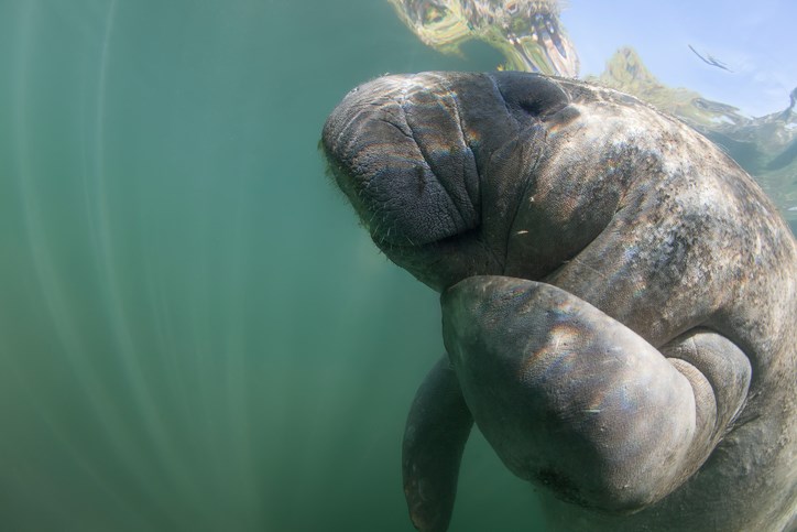 Underwater Manatee