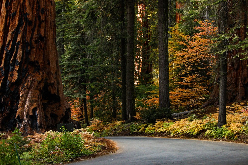 Lots of fall colors in the middle of a sequoia forest.