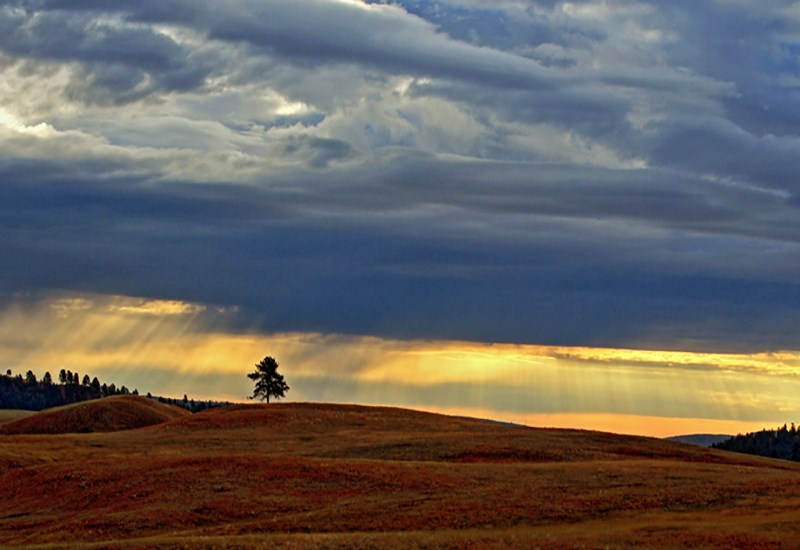 Lone Tree in Wind Cave National Park