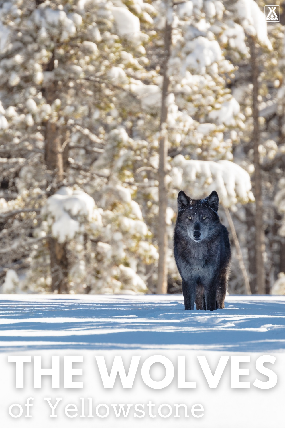 Reintroduced less than three decades ago, wolves are Yellowstone’s most famous predator. Want to spot them? Winter in Yellowstone is your best bet!