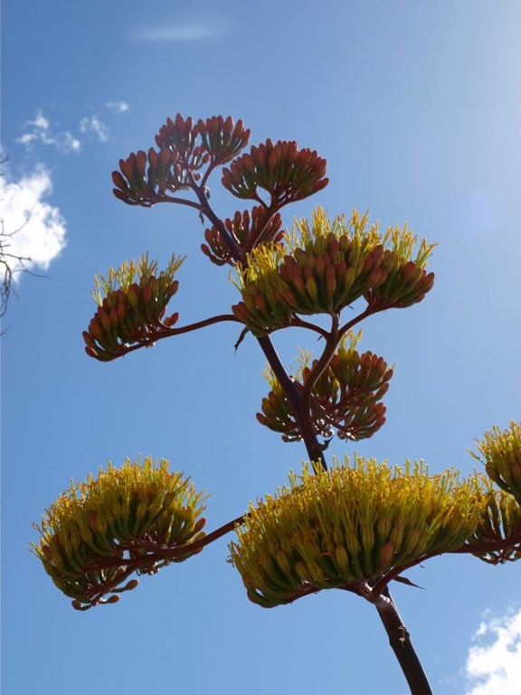Agave