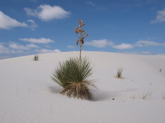 White Sands