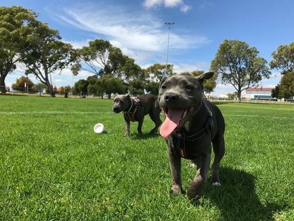Playground Fun for the Pups