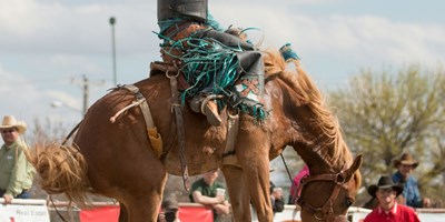 Alamosa Round-UP