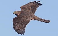 Hawk Mountain Bird Sanctuary