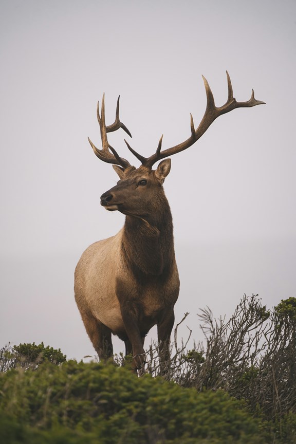 National Elk Refuge