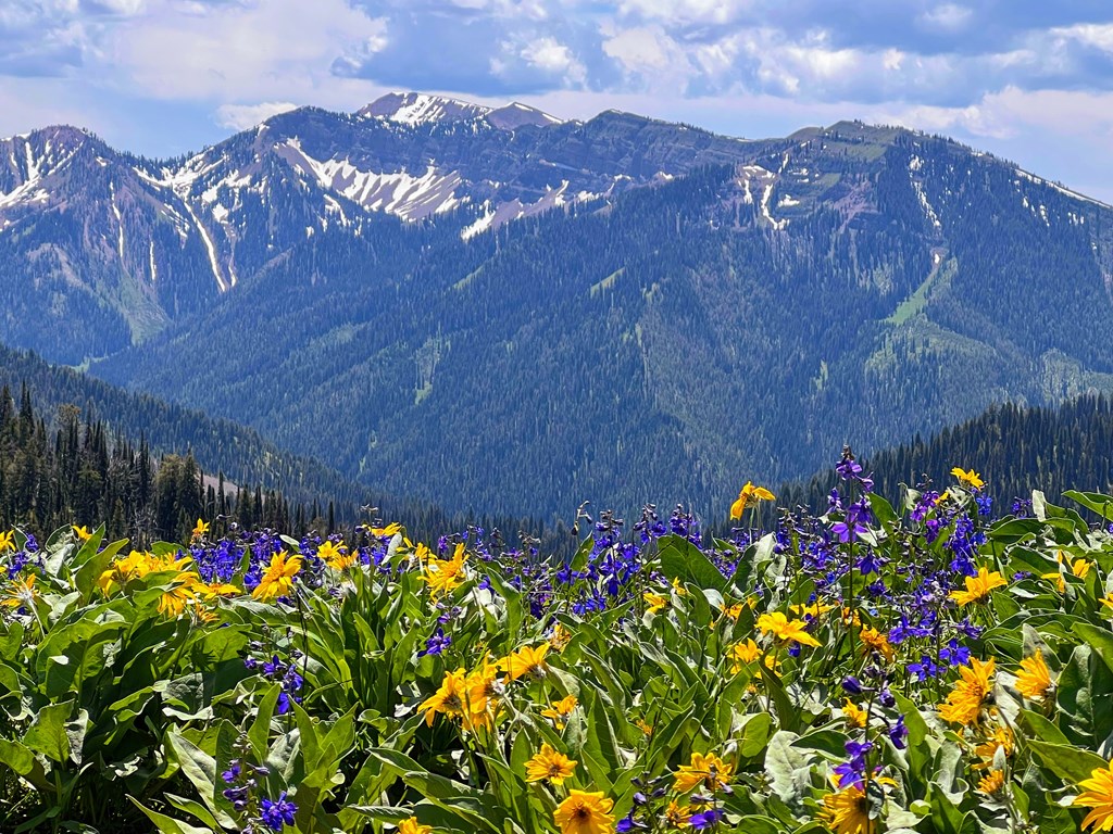 Best Places to See Wildlife in Star Valley, Wyoming