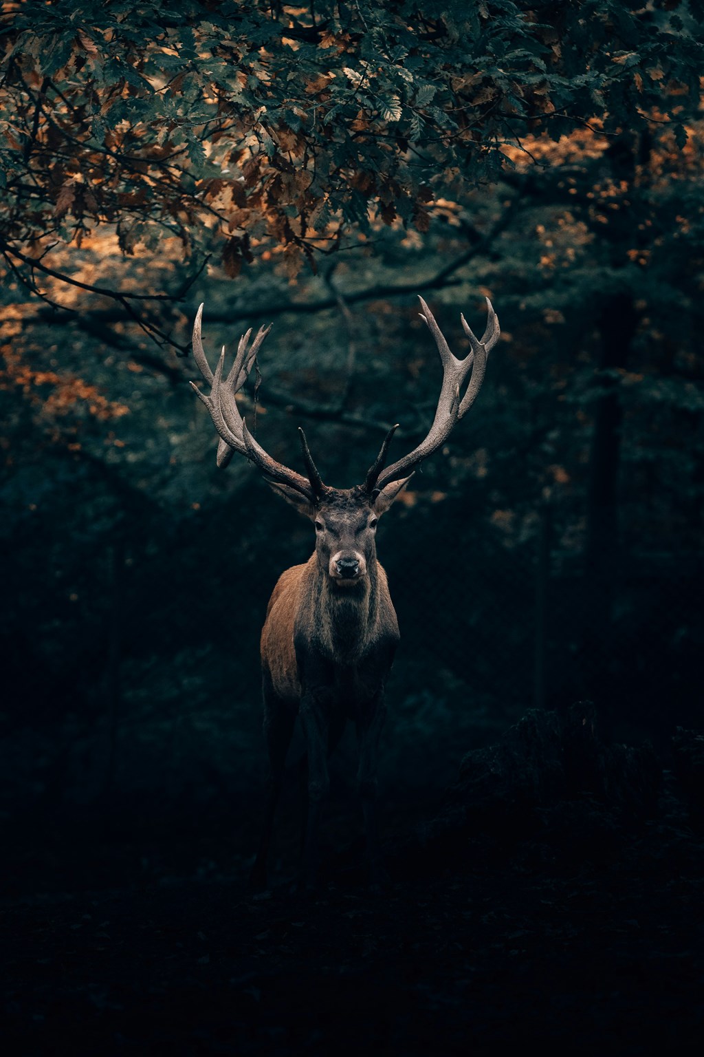 Discovering Star Valley's Premier Outfitters