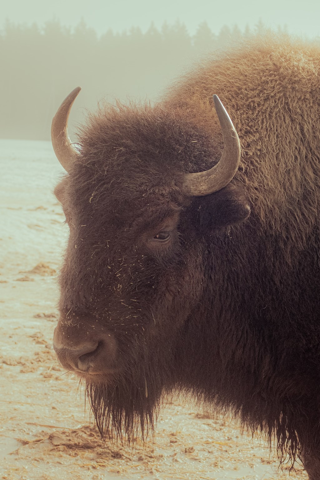 Yellowstone in a Day: The South Loop from Etna, WY
