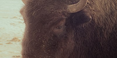 Yellowstone in a Day: The South Loop from Etna, WY