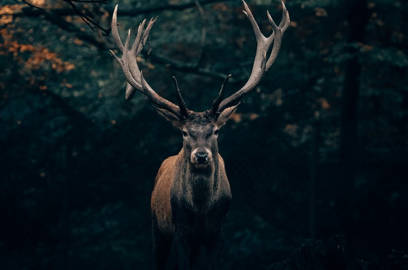 Discovery Drives on the National Elk Refuge Photo