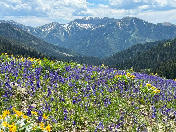 Star Valley