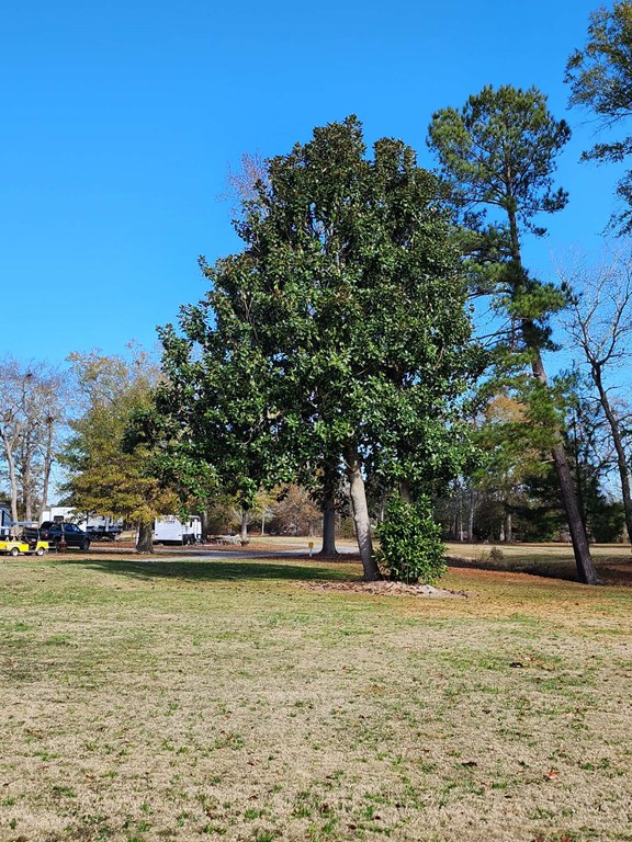 Disc Golf