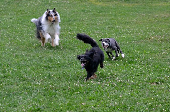 Dog Park