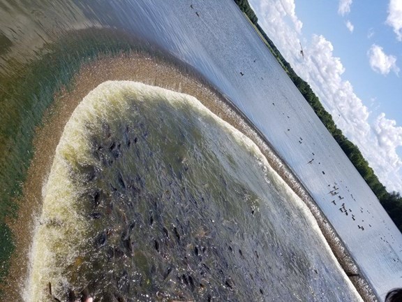 Linesville Spillway