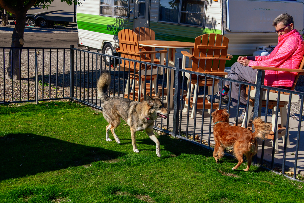 Deluxe Patio Site with dog run