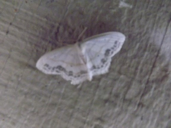 White moth