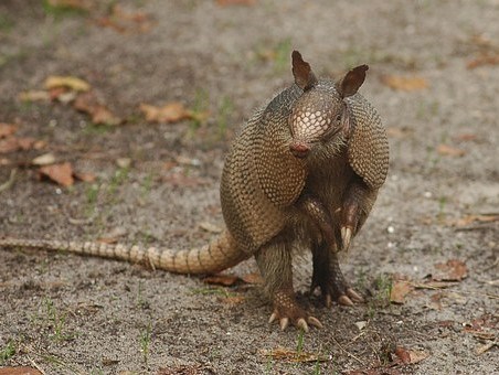 Wildlife