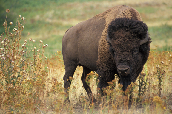 777 Bison Ranch