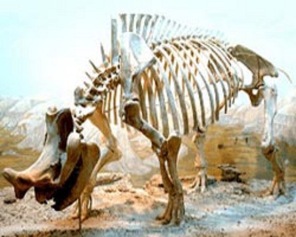 South Dakota School of Mines Geology Museum