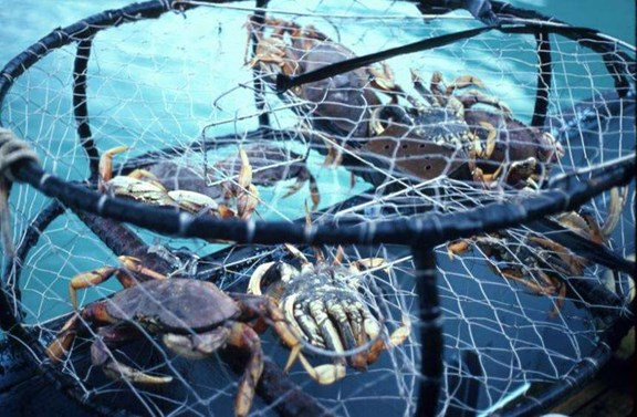 Crabbing at the Docks