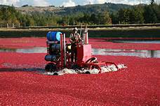 Annual Cranberry Festival in Bandon Photo