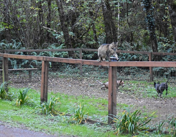 Our four legged friends get to play too....