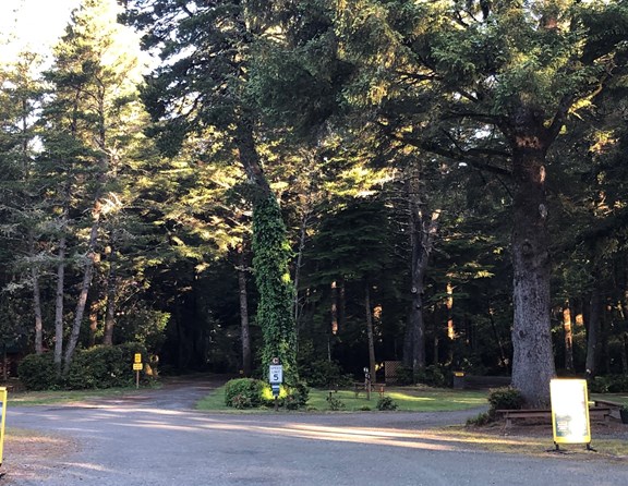 Looking for a secluded nature retreat along the Oregon Coast? As you enter the trees at Bandon / Port Orford KOA Journey, you'll immediately feel immersed in our lush, peaceful forest environment. Enjoy a quiet, scenic arrival that sets the perfect tone for your Pacific Northwest camping adventure.