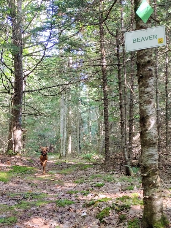 Walking Trails