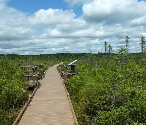 Orono Bog Boardwalk