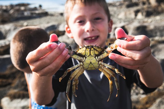 Mr Crab