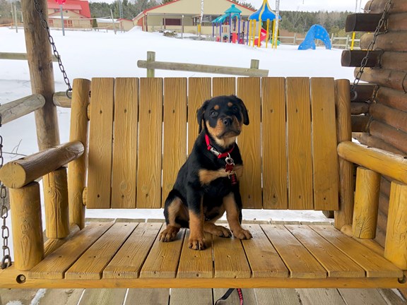 Pet Friendly at Barrie KOA