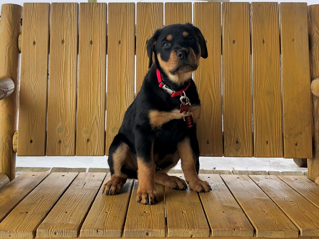 KOA Loves four-legged Campers